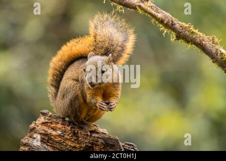 Rotschwanzhörnchen (Sciurus granatensis), Paraiso Quetzal, San Jose, Costa Rica Stockfoto