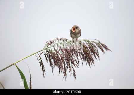 Uferschwalbe (Riparia Rioaria) Stockfoto