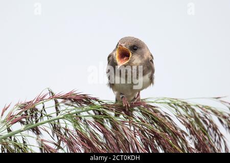 Uferschwalbe (Riparia Rioaria) Stockfoto