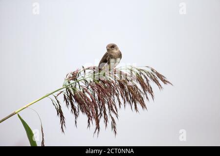 Uferschwalbe (Riparia Rioaria) Stockfoto