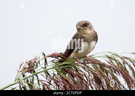 Uferschwalbe (Riparia Rioaria) Stockfoto