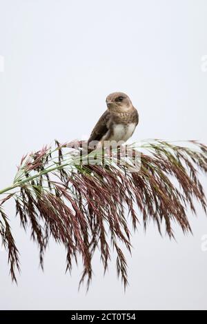 Uferschwalbe (Riparia Rioaria) Stockfoto