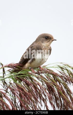 Uferschwalbe (Riparia Rioaria) Stockfoto