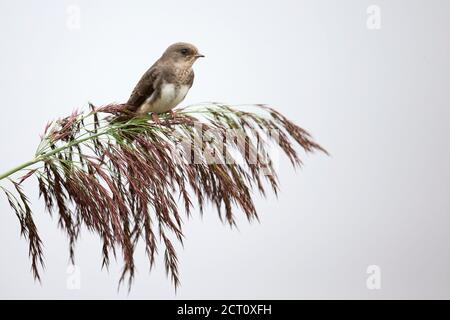 Uferschwalbe (Riparia Rioaria) Stockfoto