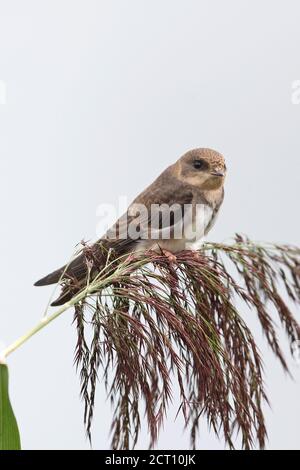 Uferschwalbe (Riparia Rioaria) Stockfoto