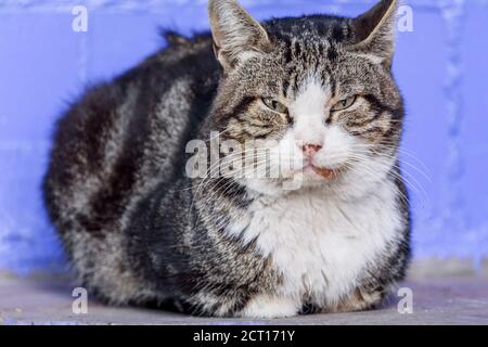 Eine weiß gefleckte Straßenkatze. Katze, Spaziergang, Straße. Weiß-graue Katze. Stockfoto