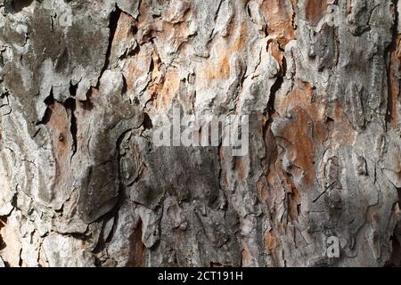 Alte Kiefer Rinde Nahaufnahme Hintergrund braun Textur auf Tageslicht Stockfoto