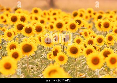 Bunte Sonnenblumenfeld bei Sonnenuntergang, natürlicher Hintergrund für Ihr Design Stockfoto