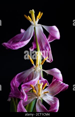 Verwelken violette Tulpe Blumen vor schwarzem Hintergrund mit selektivem Fokus Stockfoto