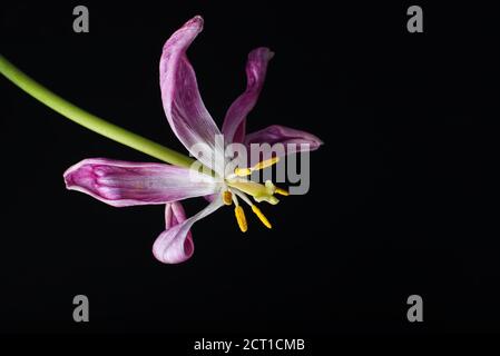Nahaufnahme der welkenden violetten Tulpenblume vor schwarzem Hintergrund mit Selektiver Fokus und Kopierbereich Stockfoto