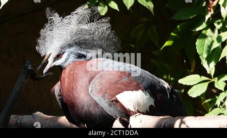 Sclaters gekrönte Taube (Goura sclaterii) aus Neuguinea Stockfoto