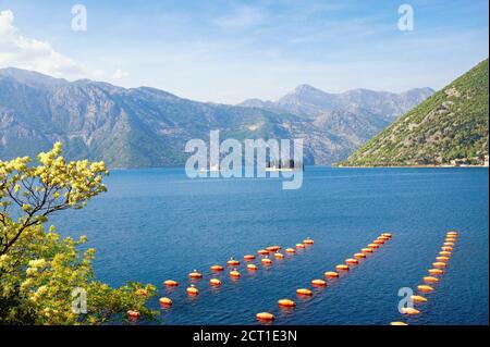 Schöne Frühling mediterrane Landschaft. Montenegro, Adria, Bucht von Kotor. Langlinie Kultur ( Seilkultur ) Muschelfarm Stockfoto