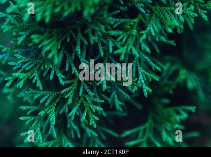 Nahaufnahme der Thuja-Zweige von oben. Selektiver Fokus. Abstrakter Hintergrund. Stockfoto