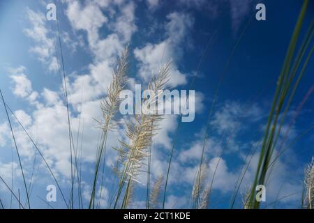 Der blaue Himmel mit der Lücke von kaschful Blume macht es verträumt. Kaschful, wildes Zuckerrohr. Saccharum Spontaneum. Kashful ist in der Regel neben den Flüssen gefunden Stockfoto