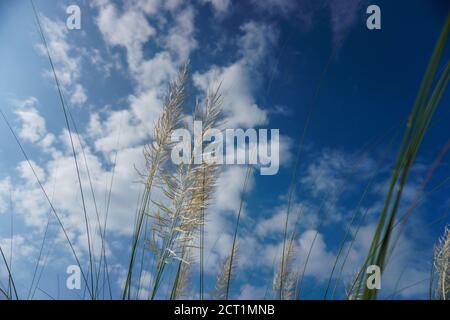 Der blaue Himmel mit der Lücke von kaschful Blume macht es verträumt. Kaschful, wildes Zuckerrohr. Saccharum Spontaneum. Kashful ist in der Regel neben den Flüssen gefunden Stockfoto