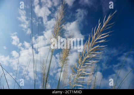 Der blaue Himmel mit der Lücke von kaschful Blume macht es verträumt. Kaschful, wildes Zuckerrohr. Saccharum Spontaneum. Kashful ist in der Regel neben den Flüssen gefunden Stockfoto