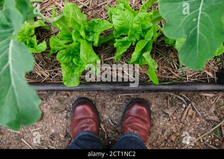 Ein Mann trägt braune, schicke Schuhe und blickt auf sein selbstgemachtes Gemüse. Stockfoto