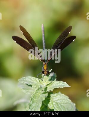 Erwachsene weibliche schöne Demoiselle (Calopteryx jungfrau) Auf einem Blatt mit ausgebreiteten Flügeln angesiedelt Stockfoto