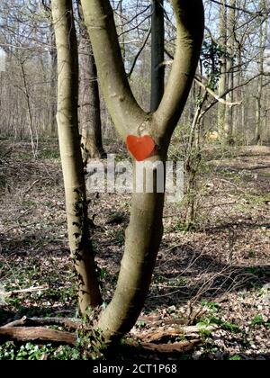 Saint-Germain-en-Laye, Frankreich- 03/05/2014: Baum im Wald von Saint-Germain-en-Laye, Frankreich mit einem roten Papierherz, das am Stamm hängt. Stockfoto