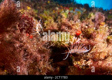 Unterwasseransicht der Pilgerhervias (Cratena peregrina) Nacktschnecken im Naturpark Ses Salines (Formentera, Balearen, Mittelmeer, Spanien) Stockfoto