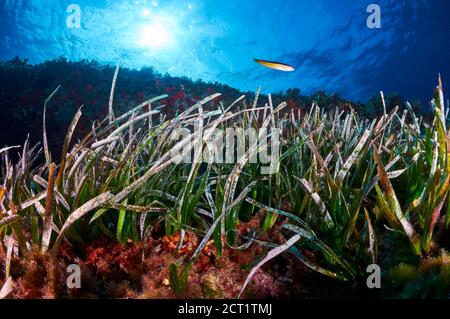 Unterwasserszene einer Neptun-Seegraswiese (Posidonia oceanica) im Naturpark Ses Salines (Formentera, Balearen, Mittelmeer, Spanien) Stockfoto