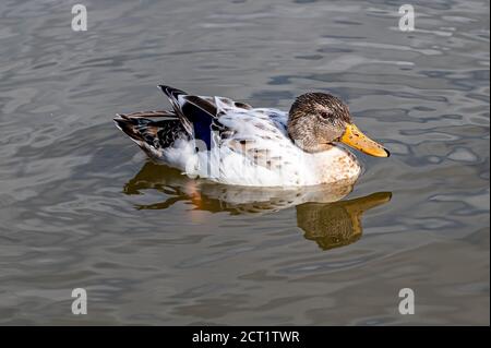 Juvenile Leucistische Mallard Duck Stockfoto