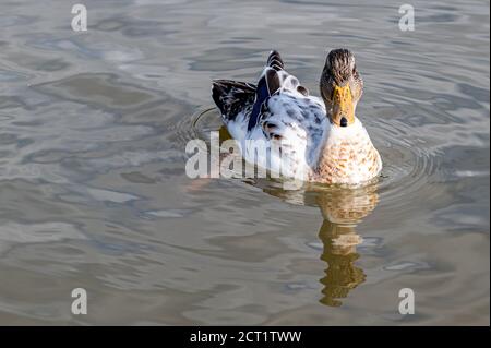 Juvenile Leucistische Mallard Duck Stockfoto
