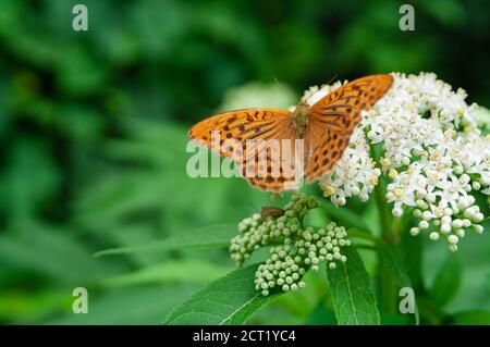 Orangefarbener fatillärer Schmetterling, Argynnis paphia auf einer weißen Blume sitzend. Selektiver Fokus mit unscharfem grünen Hintergrund Stockfoto