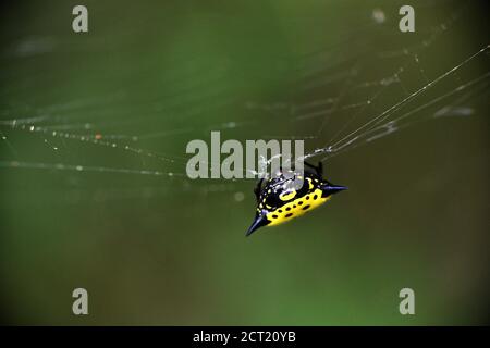 Gelbe stachelige Orb Weberspinne. Stockfoto