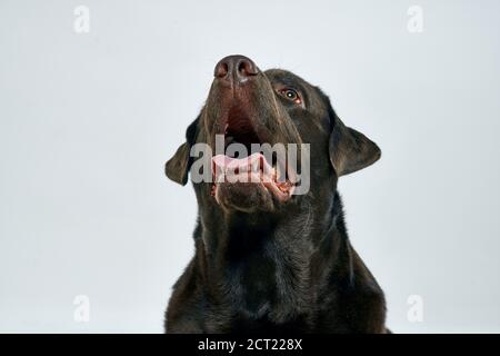 Reinrassige Hund auf einem hellen Hintergrund Haustier abgeschnitten Ansicht close-up Stockfoto