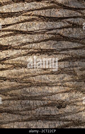 Nahaufnahme der Palmenrinde, natürliche Textur. Stockfoto