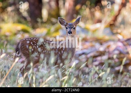 Ein Schwarzer Schwanzhirsch erkundet den Wald auf Salt Spring Island, British Columbia, Kanada. Stockfoto