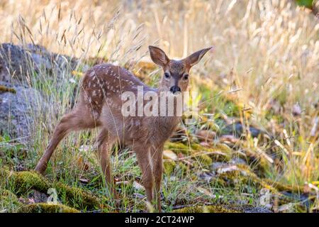 Ein Schwarzer Schwanzhirsch erkundet den Wald auf Salt Spring Island, British Columbia, Kanada. Stockfoto