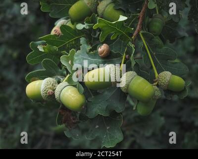 Makro von grünen Eicheln auf einem Eichelbaum Stockfoto