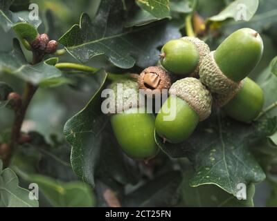 Makro von grünen Eicheln auf einem Eichelbaum Stockfoto
