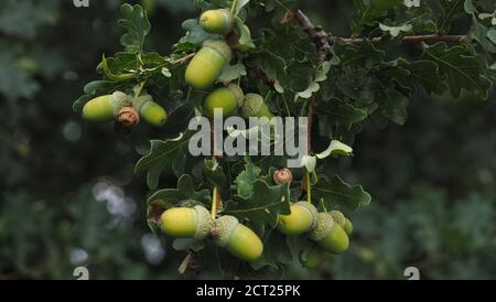 Makro von grünen Eicheln auf einem Eichelbaum Stockfoto