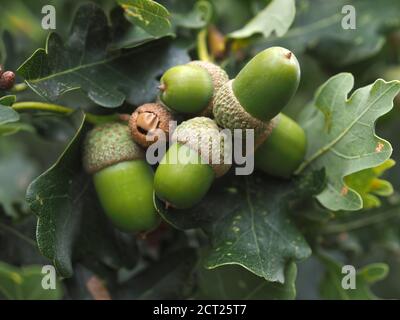 Makro von grünen Eicheln auf einem Eichelbaum Stockfoto