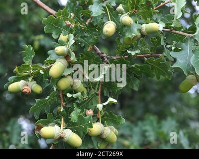 Makro von grünen Eicheln auf einem Eichelbaum Stockfoto