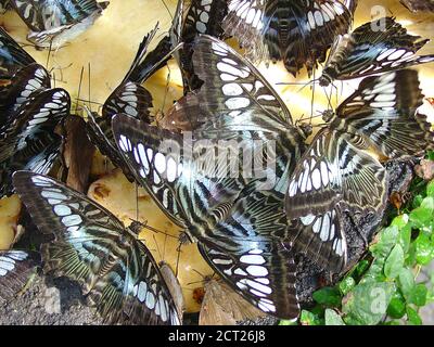 Penang Malaysia Bunte Schmetterling der Eichelhäher Graphium Doson Stockfoto