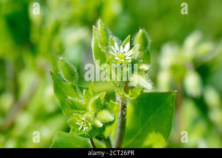 Gewöhnliches Kraut (stellaria media), Nahaufnahme einer einzigen offenen Blume mit Knospen und Blättern. Stockfoto