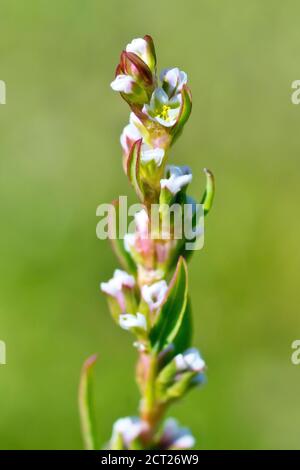 Knoterras (polygonum aviculare), Nahaufnahme eines einzelnen Stiels mit den kleinen weißen Blüten, isoliert auf einem schlichten grünen Hintergrund. Stockfoto