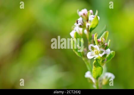 Knoterras (polygonum aviculare), Nahaufnahme eines einzelnen Stiels mit den kleinen weißen Blüten, isoliert vor einem unscharf grünen Hintergrund. Stockfoto