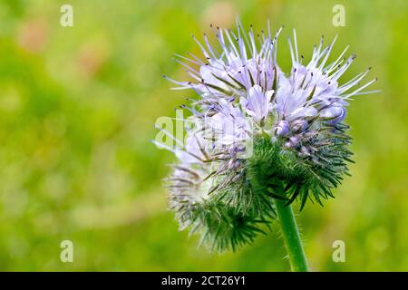 Phacelia (Phacelia tanacetifolia), Nahaufnahme des dicht gepackten Blütenkopfes, als er zu blühen beginnt. Stockfoto