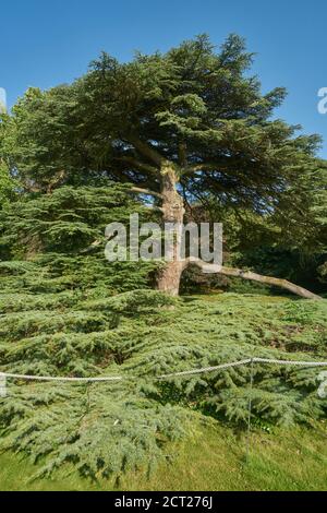 400 Jahre alte Zedernbaum auf dem Gelände des Klosters Great Missenden, Stockfoto