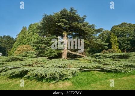 400 Jahre alte Zedernbaum auf dem Gelände des Klosters Great Missenden, Stockfoto