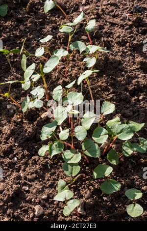 Buchweizen, der im Garten als Deckpflanze oder Gründünger gesät wird. Stockfoto