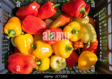 Rote und gelbe reife frisch gepflückte Paprika in einer Plastikbox. Hochwertige Fotos Stockfoto