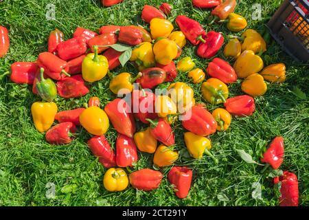 Rote und gelbe reife frisch gepflückte Paprika auf dem Gras. Hochwertige Fotos Stockfoto