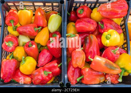 Rote und gelbe reife frisch gepflückte Paprika in einer Plastikbox. Hochwertige Fotos Stockfoto