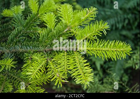 östlicher oder kanadischer Hemlock Tsuga canadensis Stockfoto